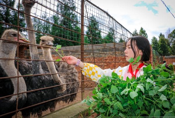 在这所云南村小，上千师生三餐吃的都是自己种的