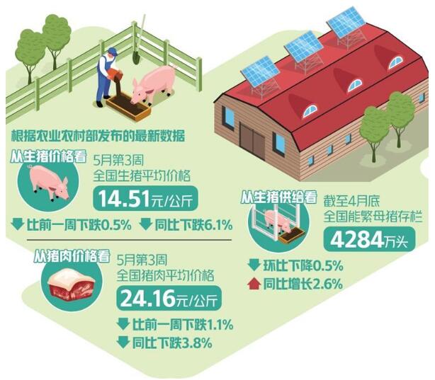 今年以来生猪价格震荡探底 猪肉价格为何持续低迷