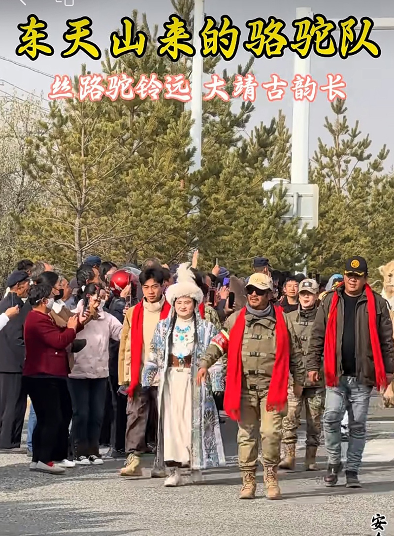 新疆中驼《东天山来的骆驼队》100天丝路行纪实