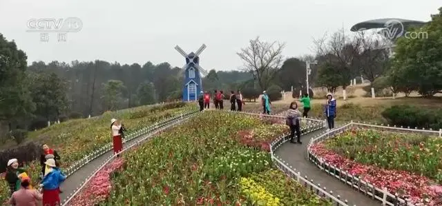 重庆山城花开春来早 万般红紫竞芳菲